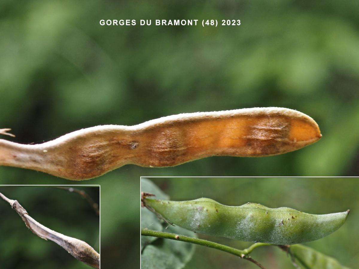 Laburnum, Common fruit